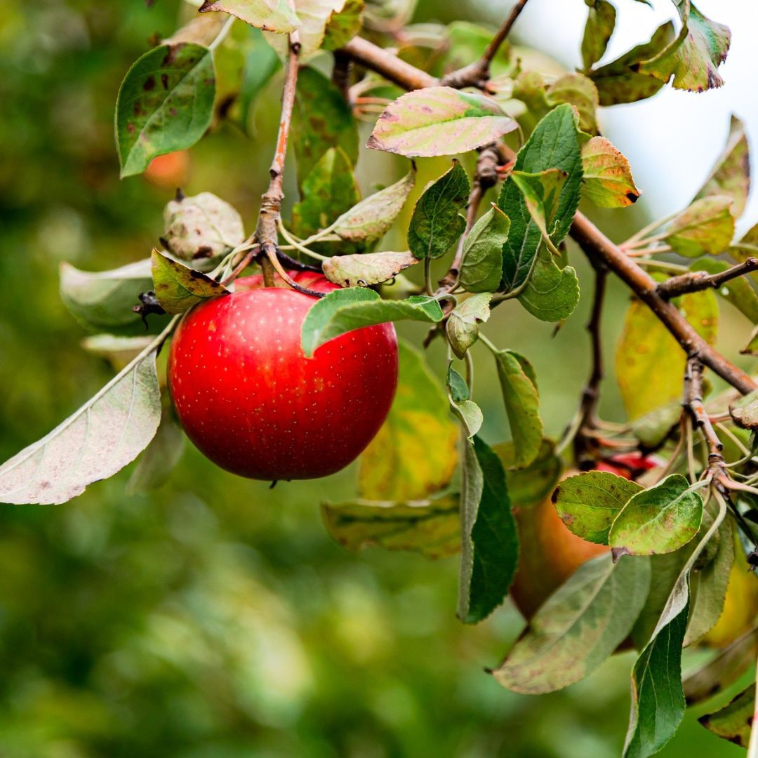 images/2025/Top%20100/brighton%20apple-2.jpg#joomlaImage://local-images/2025/Top 100/brighton apple-2.jpg?width=1080&height=1080